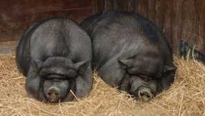 Виетнамски vistamy прасета: характеристики на размножаването и напускането, снимката